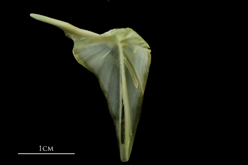 John dory posttemporal medial view