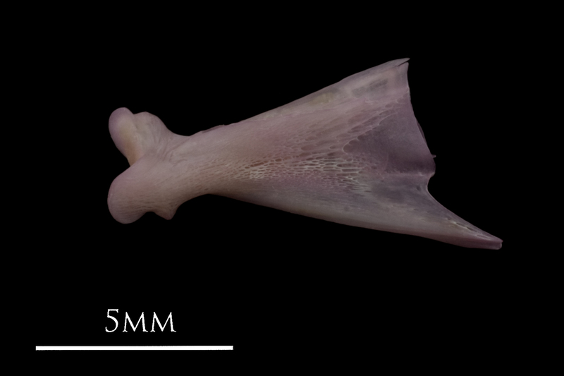 Common sole quadrate medial view