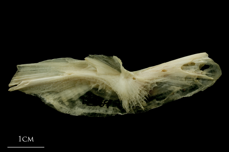 Haddock preopercular medial view