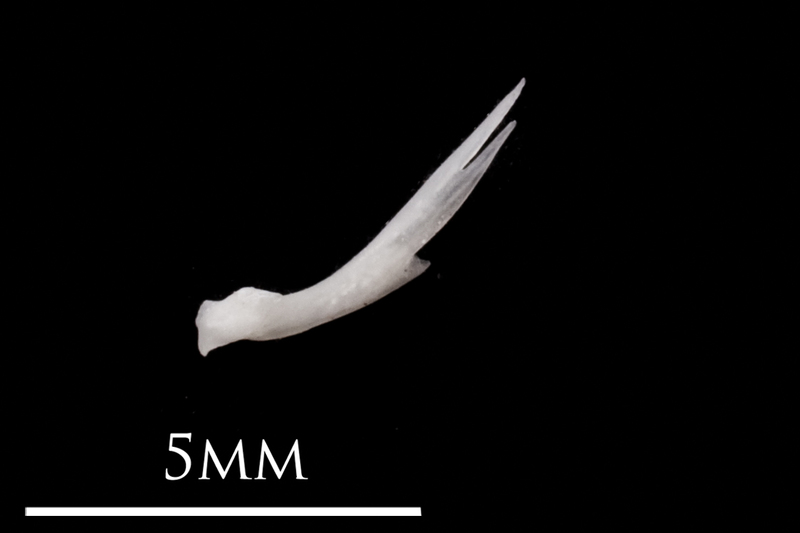 European eel posttemporal lateral view