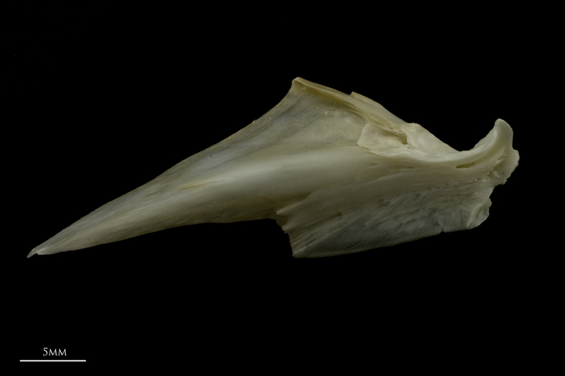 Zander articular lateral view