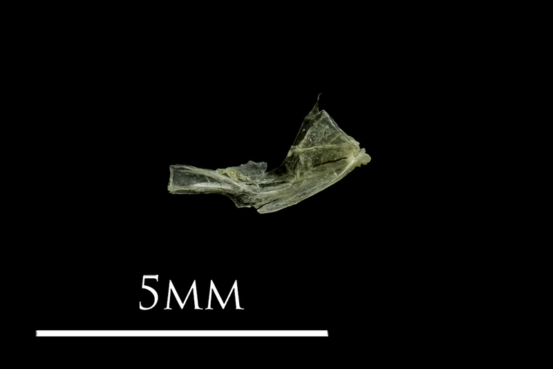 Three-spined stickleback quadrate medial view