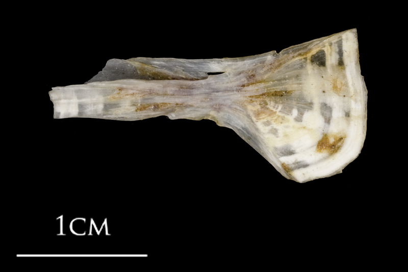 Sea scorpion ceratohyal lateral view