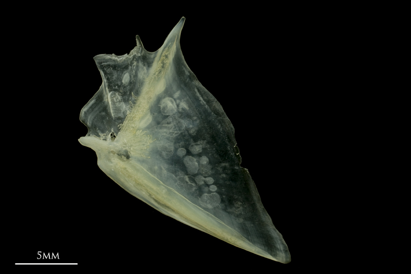 Red mullet opercular lateral view