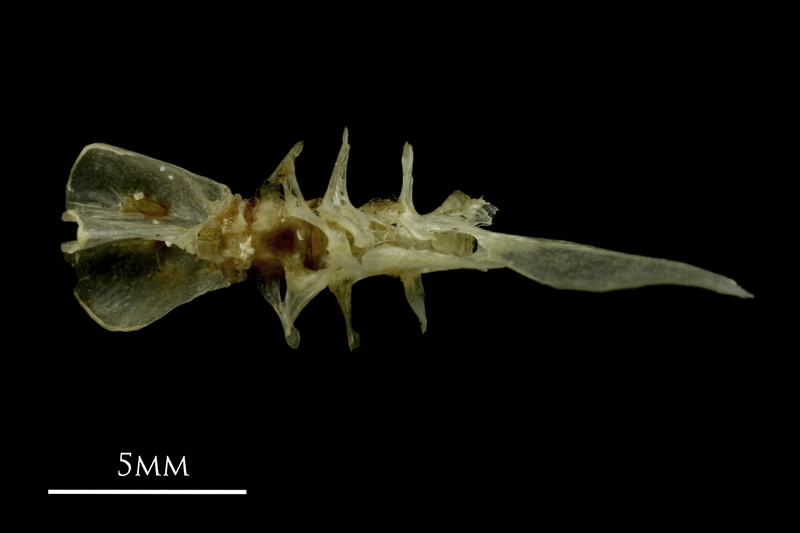 Sandsmelt basioccipital dorsal view