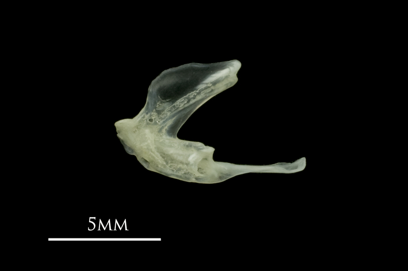 Red mullet posttemporal medial view