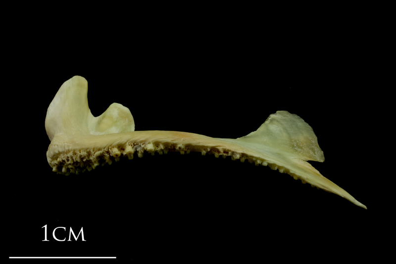 Saithe premaxilla lateral view