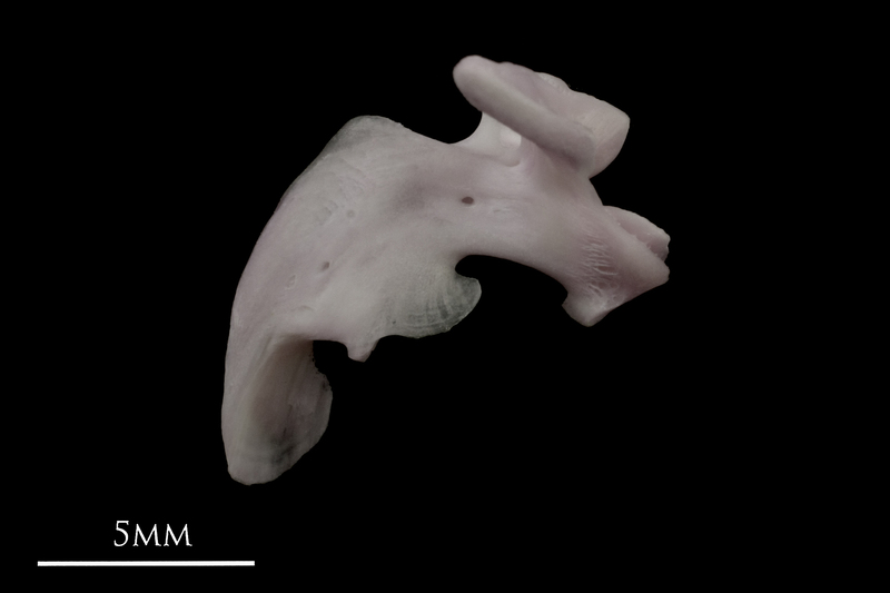 Parrot fish maxilla medial view