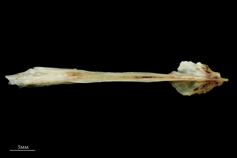 Garfish parasphenoid ventral view