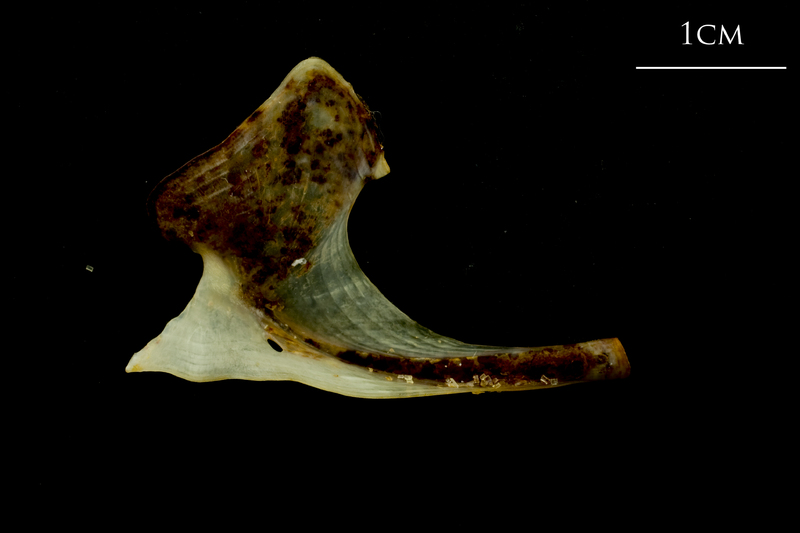 Ballan wrasse coracoid medial view