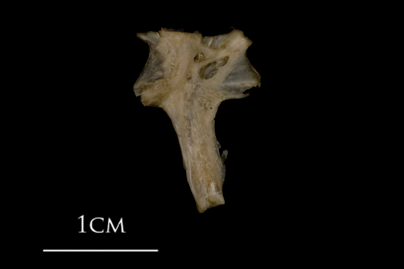 White grouper hyomandibular medial view