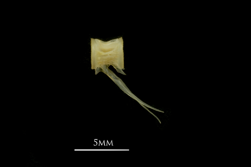 European smelt caudal vertebra lateral view