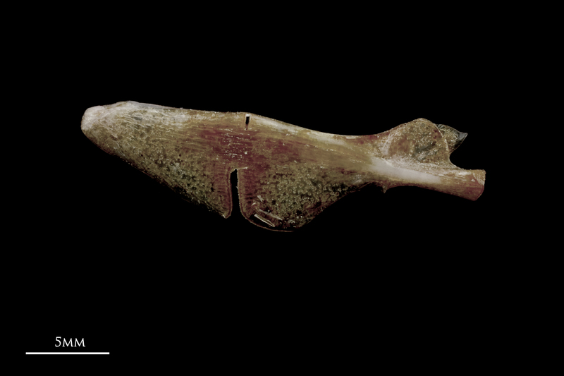 Red seabream ceratohyal epihyal complex medial view