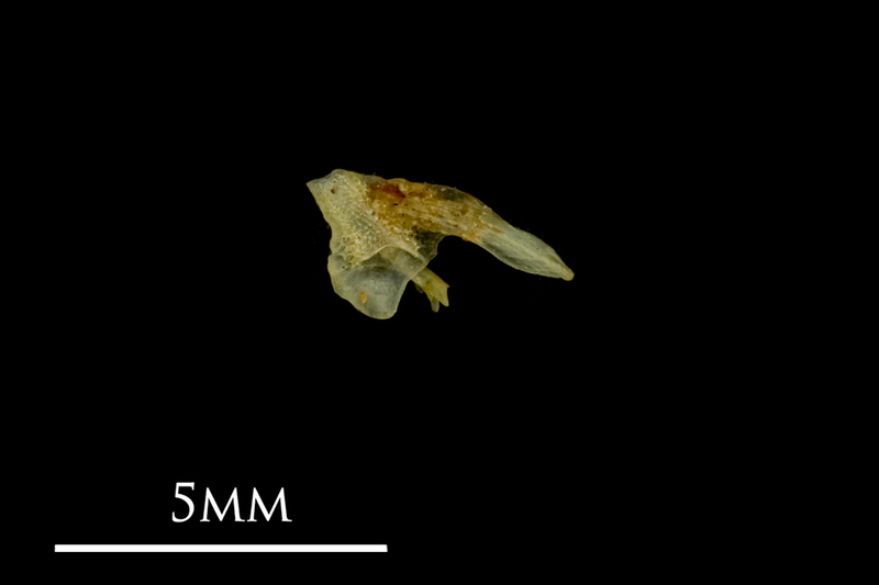 Bullhead posttemporal lateral view