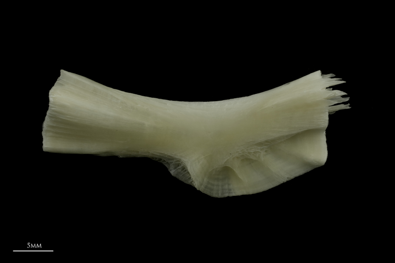 Burbot ceratohyal lateral view