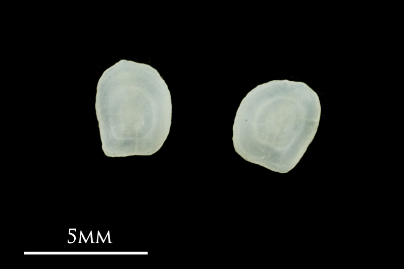 Common sole otolith(s) detail view