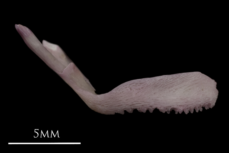 Common sole premaxilla lateral view