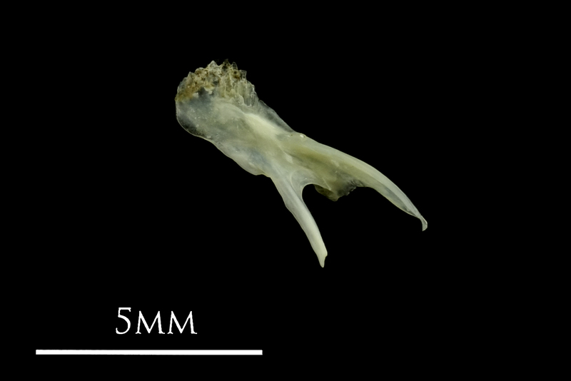 Small sandeel posttemporal lateral view