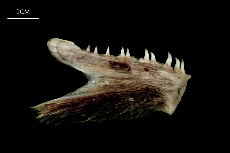 Atlantic halibut dentary lateral view