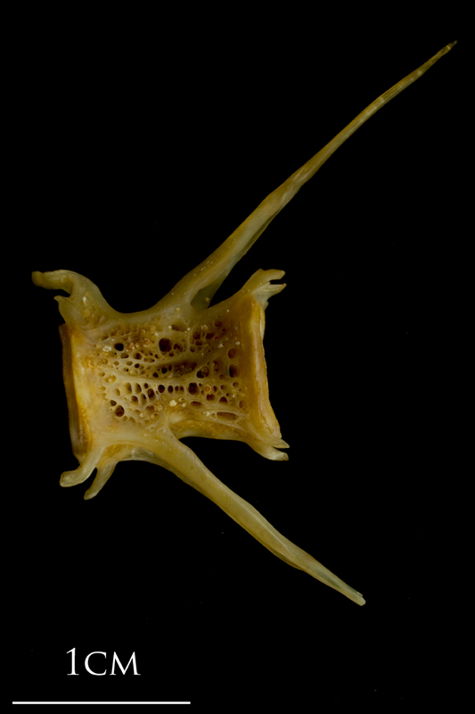 Thinlip grey mullet  caudal vertebra lateral view