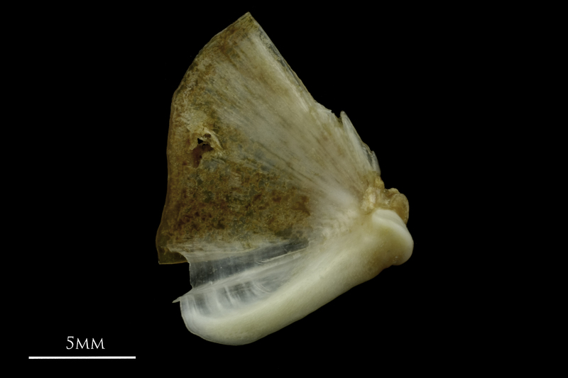 Couch's seabream quadrate medial view