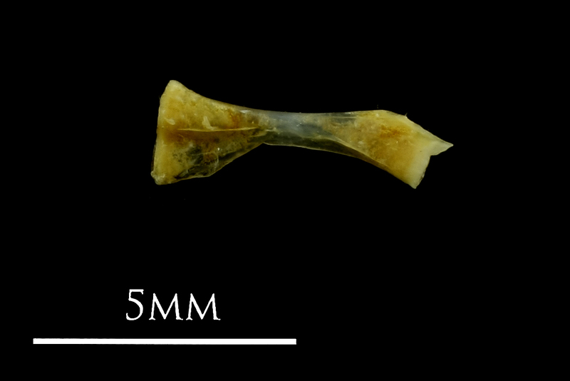 Small sandeel ceratohyal medial view