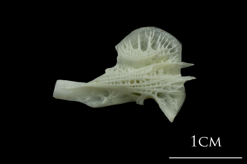 European plaice ceratohyal medial view