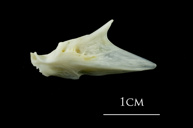 European plaice articular lateral view