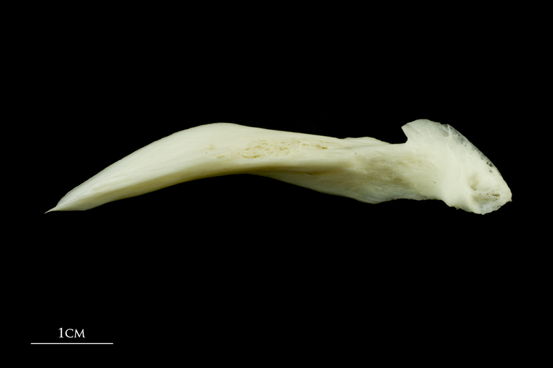 Common carp posttemporal lateral view