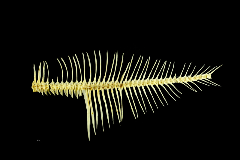 European plaice vertbral column lateral view