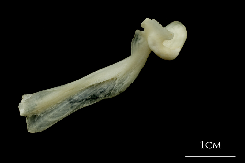 Haddock maxilla medial view