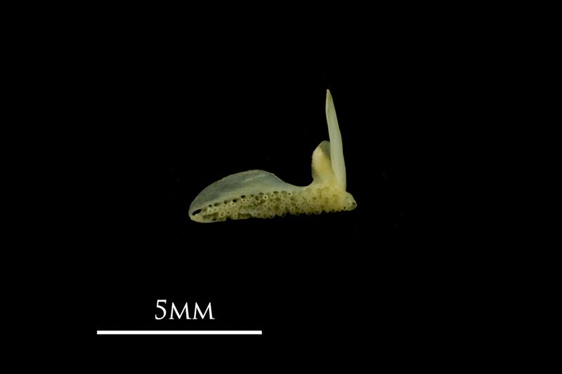 Bullhead premaxilla medial view