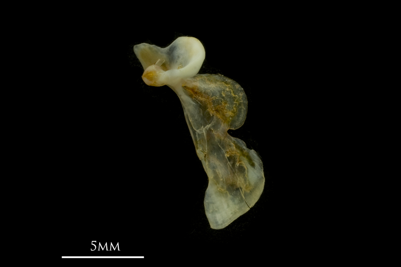 Black seabream maxilla lateral view