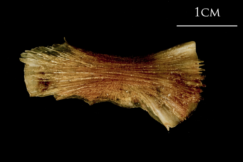 Catfish ceratohyal lateral view