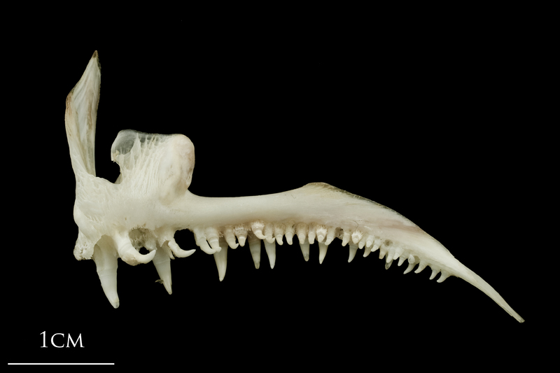 Atlantic halibut premaxilla medial view