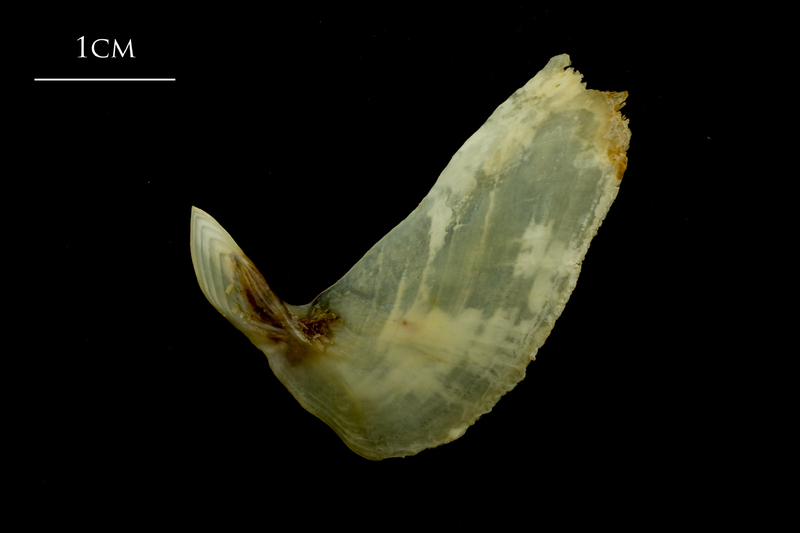 Ballan wrasse subopercular lateral view