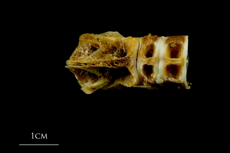 Northern pike basioccipital - first vertebra ventral view