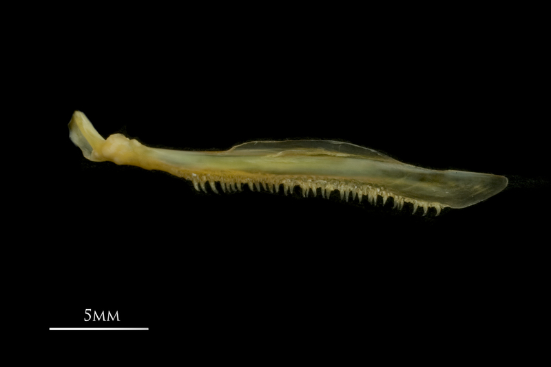 European smelt maxilla lateral view