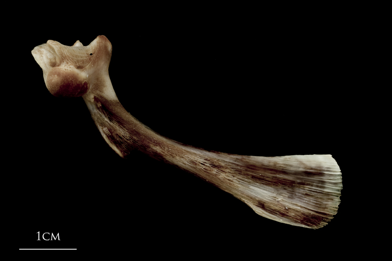 Atlantic halibut maxilla medial view