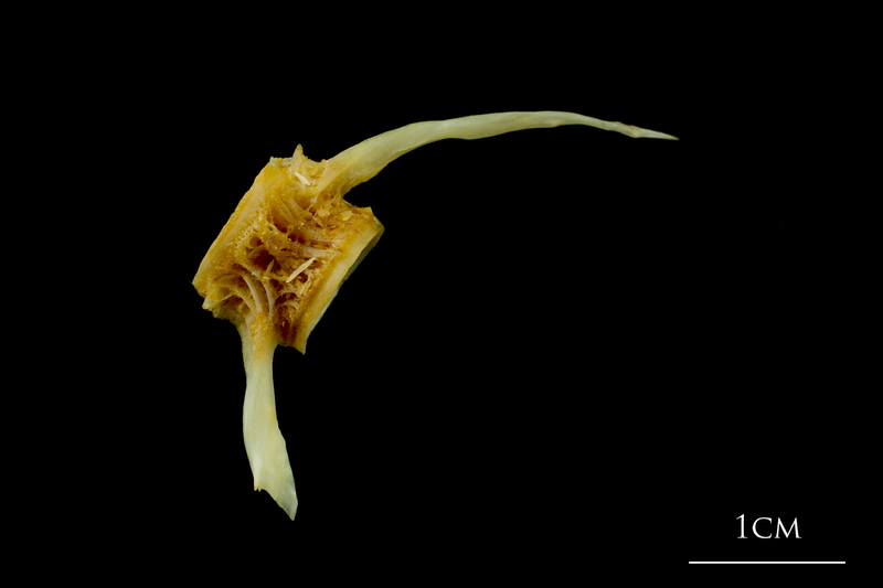 Northern pike caudal vertebra lateral view