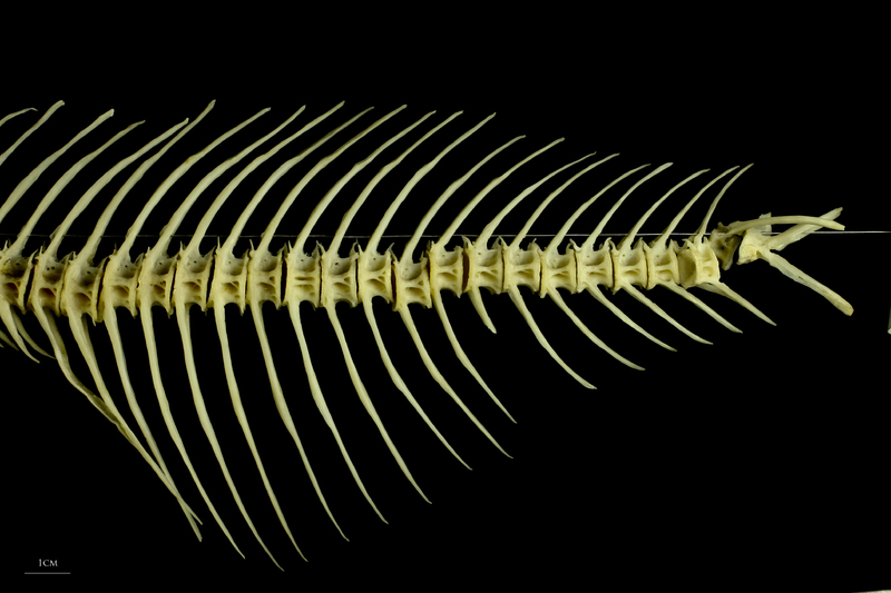 Freshwater bream caudal vertebra lateral view