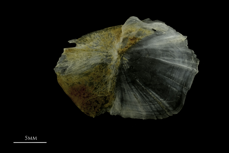 Couch's seabream for assessment lateral view