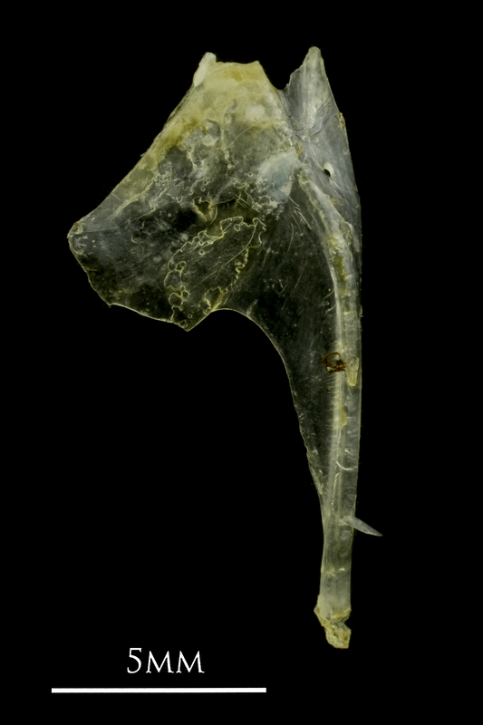 Ruffe coracoid lateral view