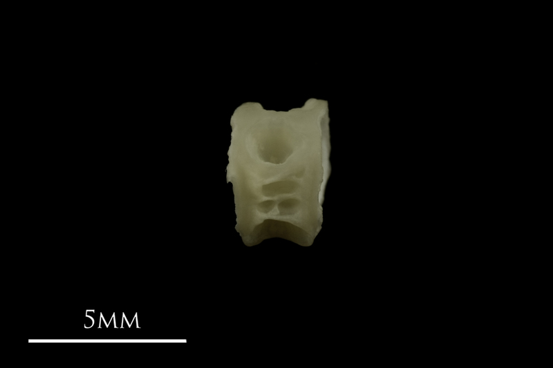 Grayling first vertebra lateral view