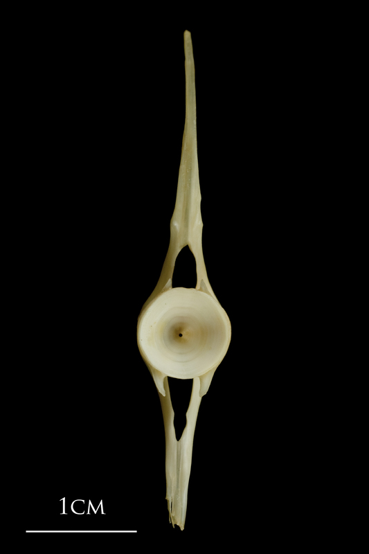 Haddock caudal vertebra anterior view