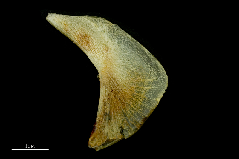 Atlantic mackerel preopercular lateral view