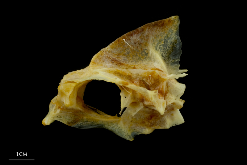 Gilthead seabream parasphenoid basioccipital vomer complex lateral view