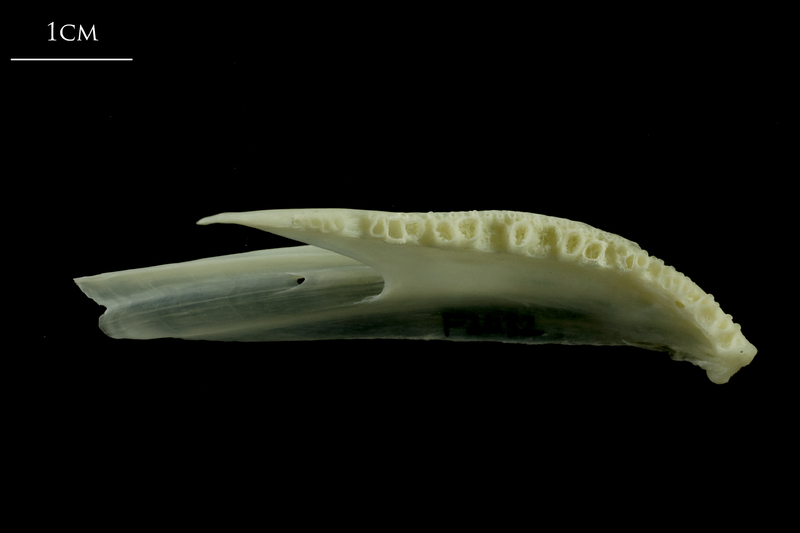 Whiting dentary dorsal view