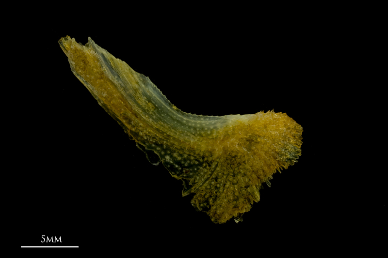 Grey gurnard for assessment lateral view