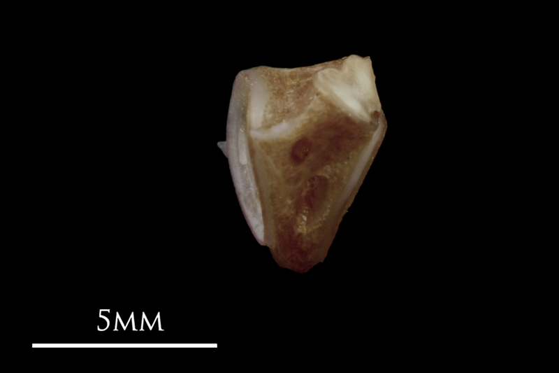 Red seabream first vertebra lateral view